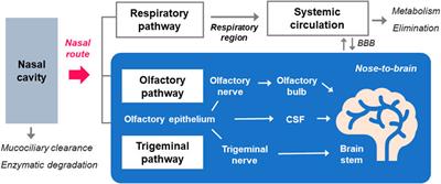 Systemic and brain delivery of antidiabetic peptides through nasal administration using cell-penetrating peptides